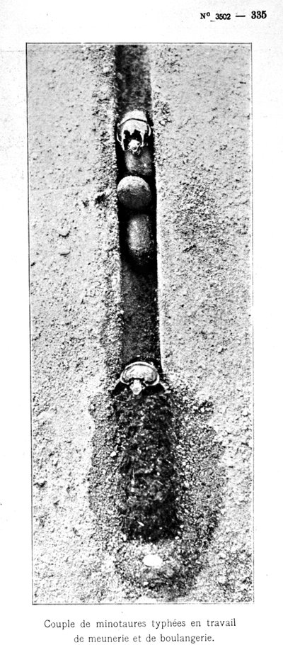 The Minotaur insects hole 1.5 metres below ground level, from Souvenirs Entomologiques by Fabre, published 1924 by Jean Henri Fabre
